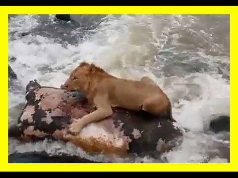 بالفيديو أسد يستنجد بجثة وحيد قرن لإنقاذه من الغرق