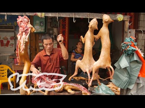 شاهد مهرجان لحوم الكلاب والقطط في الصين