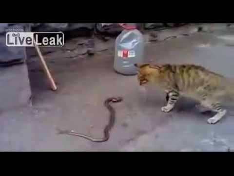 فيديو قطة تنتصر على ثعبان سام