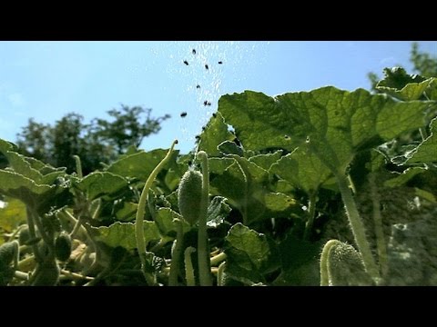بالفيديو نباتات تفجر نفسها مثل الألعاب النارية
