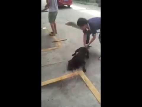 بالفيديو شاب يقتل كلبا بطريقة وحشية