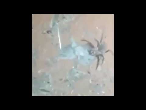 بالفيديو عنكبوت عملاق يصطاد طائرا ويأكله