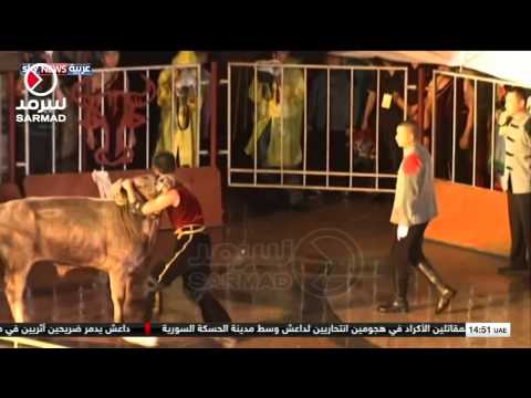 شاهد 100 لاعب يشاركون في مسابقة لمصارعة الثيران