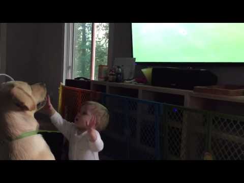 شاهد كلب يرفض اللعب من أجل مباراة كرة القدم
