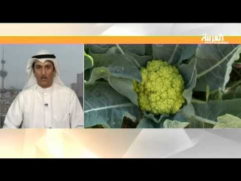 شاهد طماطم سوداء وفراولة بيضاء تنمو في صحراء الكويت