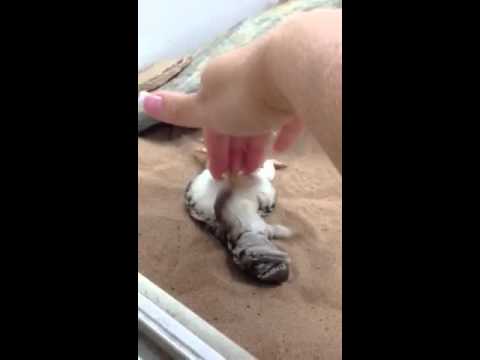 شاهد ضب يعشق دغدغة بطنه