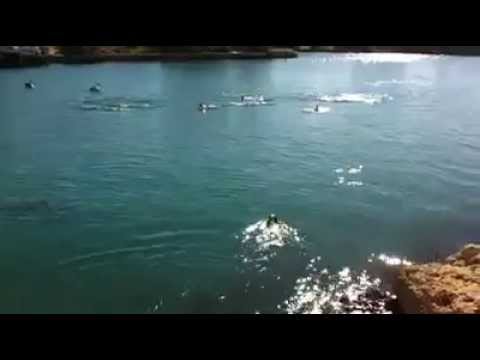 شاهد دلافين تحيى كلبًا قفز فى المياه للعب معها