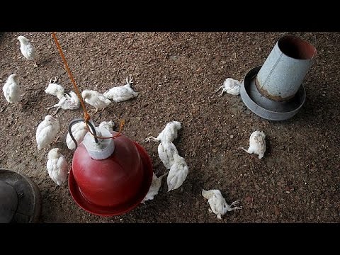 شاهد تفشي فيروس أنفلونزا الطيور في كوت ديفوار