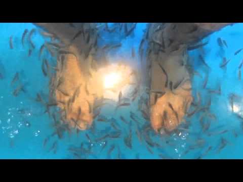 بالفيديو باديكير الأسماك أغرب طريقة للاعتناء بالقدم