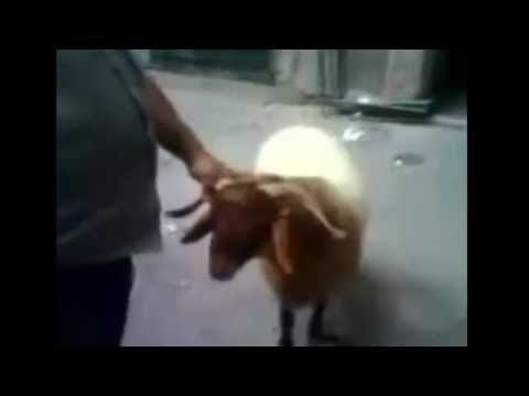 شاهد أغبى عملية ذبح خروف
