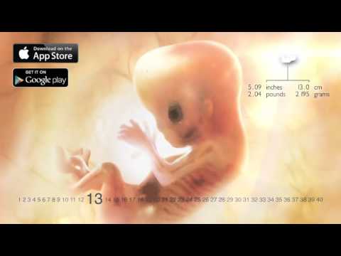 شاهد معجزة الحمل ومراحل تطور الجنين