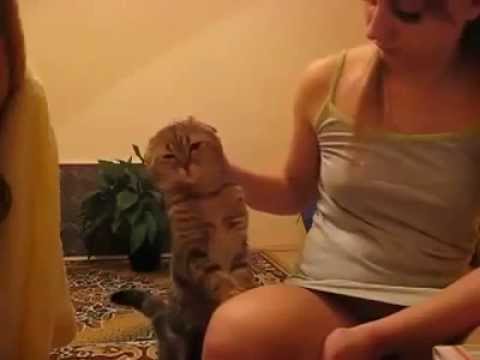 شاهد قطة تطلب من مربيتها أن تدللها