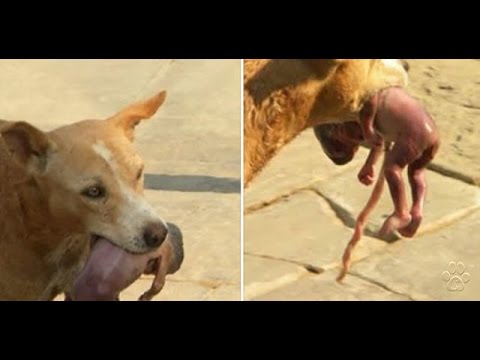 بالفيديو كلب ينقذ طفلًا حديث الولادة ألقته والدته في القمامة
