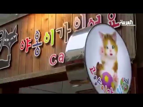 شاهد كيف تجني المال مقهى للقطط في دبي