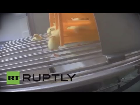 فيديو نشطاء يكشفون عن إعدام الإوز بأعداد هائلة