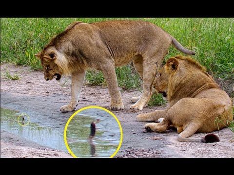 شاهد صغير ثعبان الكوبرا يرعب أسدين