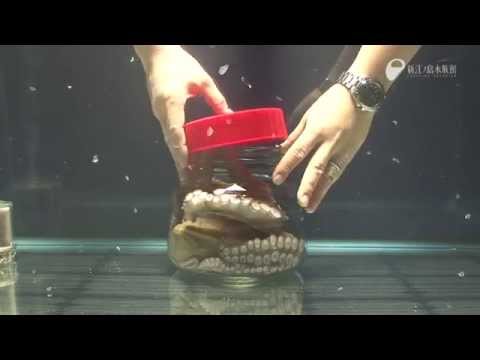 بالفيديو اختبار ذكاء لأخطبوط كانت نتيجته صادمة