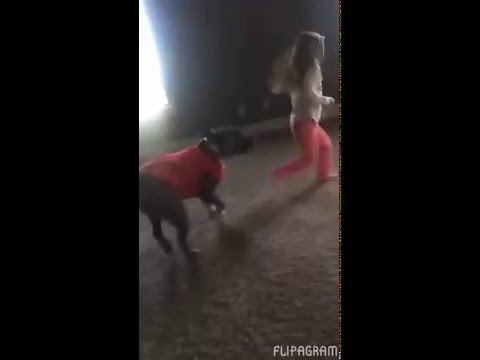 بالفيديو كلب يتعلم الشقلبة من صديقته الصغيرة