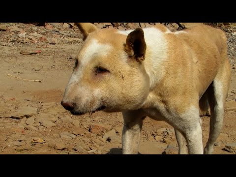 بالفيديو إنقاذ كلب ضال من خراج جعل رأسه كالبالون