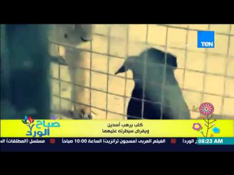 شاهد كلب يرهب أسدين ويفرض سيطرته عليهم