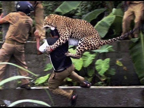 شاهد نمر شرِس يهاجم قرية كاملة ويفترس سكانها