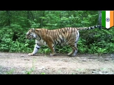 شاهد بالفيديو نمرٌ يقتل امرأة بمخلبيه