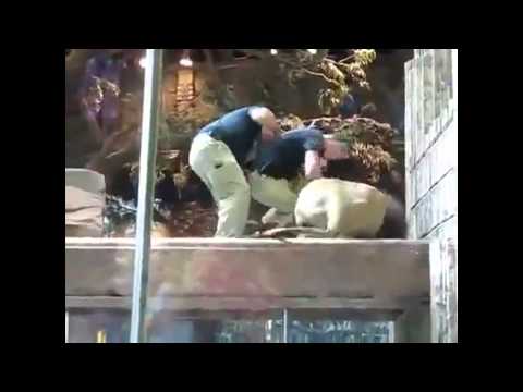 شاهدأسد يحاول افتراس مدربه