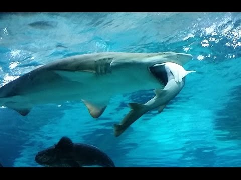 سمكة قرش تبتلع أخرى على مرأى من زوار حوض أسماك في سيول