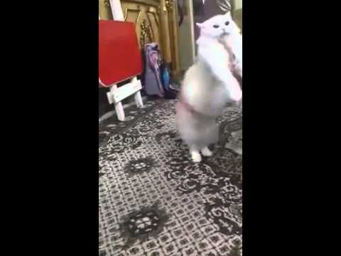 قطة ترقص على أغاني المهرجانات