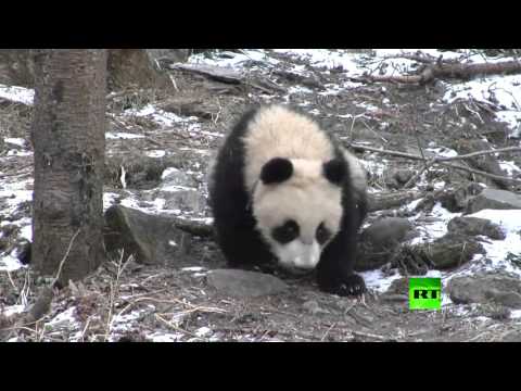 شاهد الصين تطلق ثلاثة من صغار الباندا لإعادة توطينهم في البرية