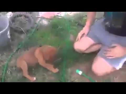 24 مليون مشاهدة لكلب يتظاهر بالموت لتجنب الاستحمام