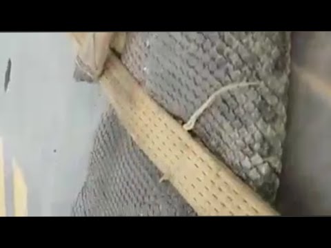 بالفيديو صيادون يمسكون أكبر ثعبان في العالم