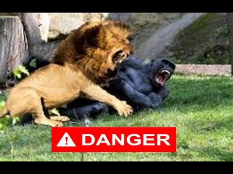 شاهد أقوى معارك الحيوانات المفترسة