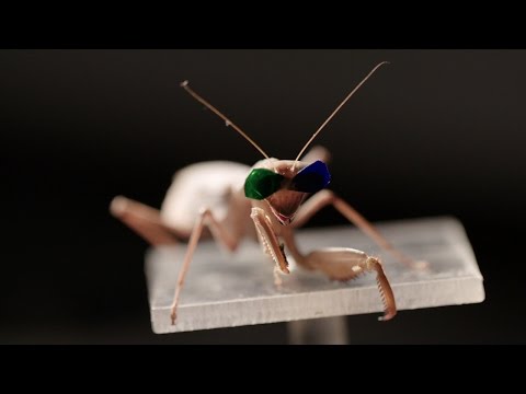 شاهد فرس النبي يرتدي نظارة3d ويشاهد فيلم