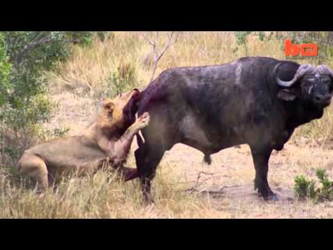 شاهد  جاموس يتخلص من أنياب أسد
