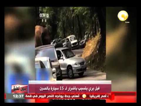 شاهد فيل بري يتسبب في أضرار لـ 15 سيارة في الصين