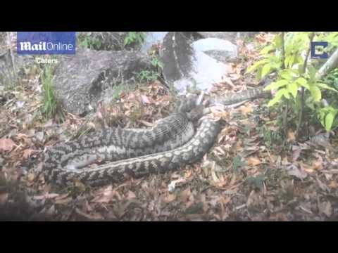 أفعى ضخمة تلتهم حيوان كنغر