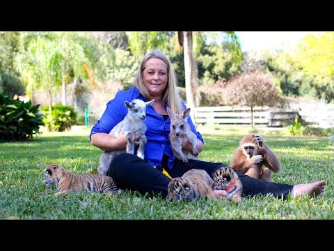 صداقة قوية بين نمور وقرود وكانجارو في حديقة حيوان أميركية