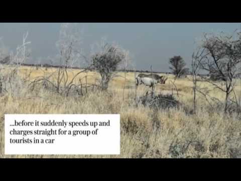 بالفيديو وحيد قرن غاضب يهاجم سيارة سائحين