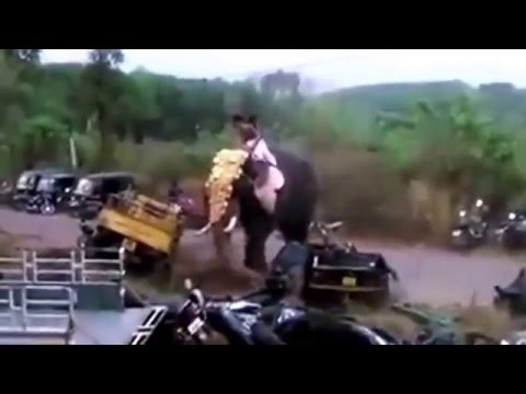 شاهد فيل غاضب يطيح بالسيارات كاللعب