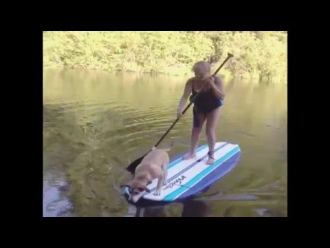 كلب يضع امرأة في موقف محرج