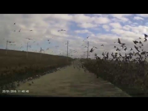 سرب حمام يقطع طريق سريع في روسيا