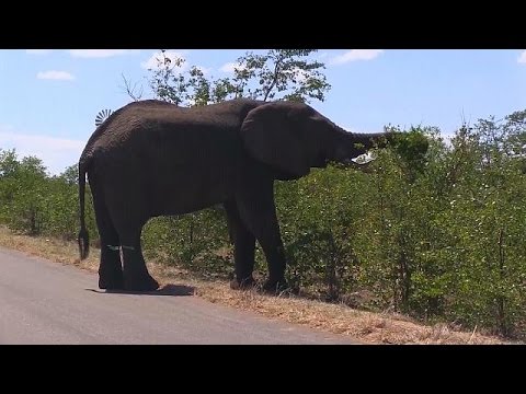 شاهد تربية النحل لحماية المارولا من الفيلة