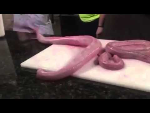 بالفيديو أفعى بلا رأس أو أحشاء تهاجم طباخًا 