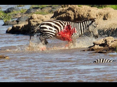 تمساح جائع يهاجم حمار وحشي