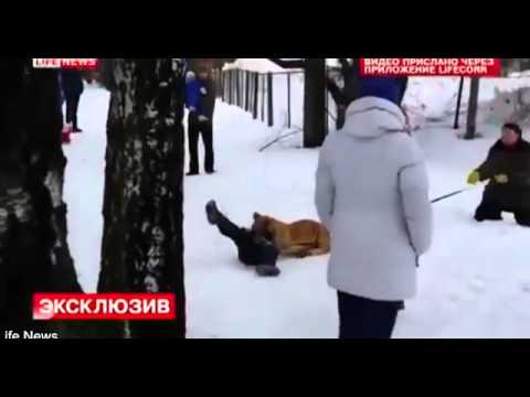 أسد يهاجم طفلا في حديقة حيوان روسية