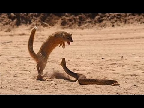 النمس يقاتل ثعبان الكوبرا