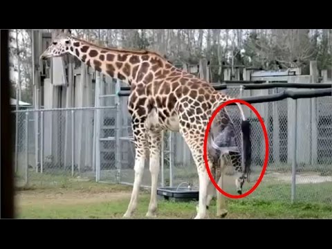 شاهد ولادة الزرافة في احدى المزارع