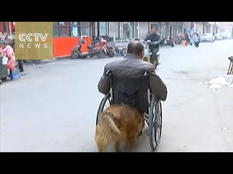 شاهد كلب يدفع كرسي صديقه المتحرك في كل مكان يريده