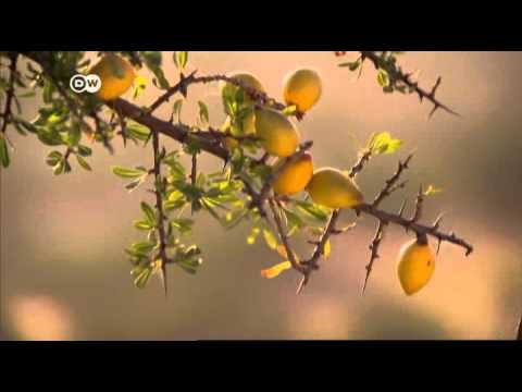 زيت الأورغان سائل المغرب الذهبي